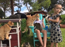 cat sanctuary lanai kids