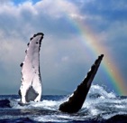 lanai humpback whale rainbow